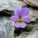 Violeta de Sierra Nevada