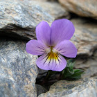 Violeta de Sierra Nevada