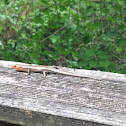 common five-lined skink