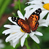 American Painted Lady Butterfly