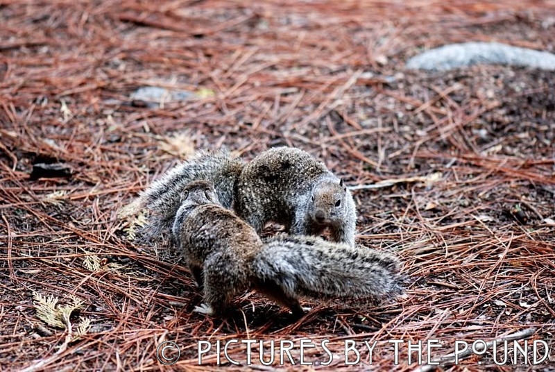 California Ground Squirrel