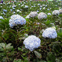 Hydrangea macrophylla