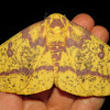 Imperial moth, female