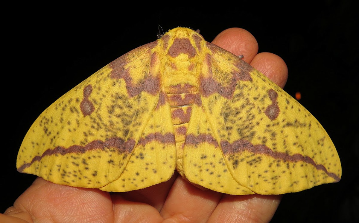 Imperial moth, female