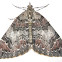 Dark-Marbled Carpet Moth