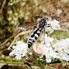 Flower wasps. Tífidos