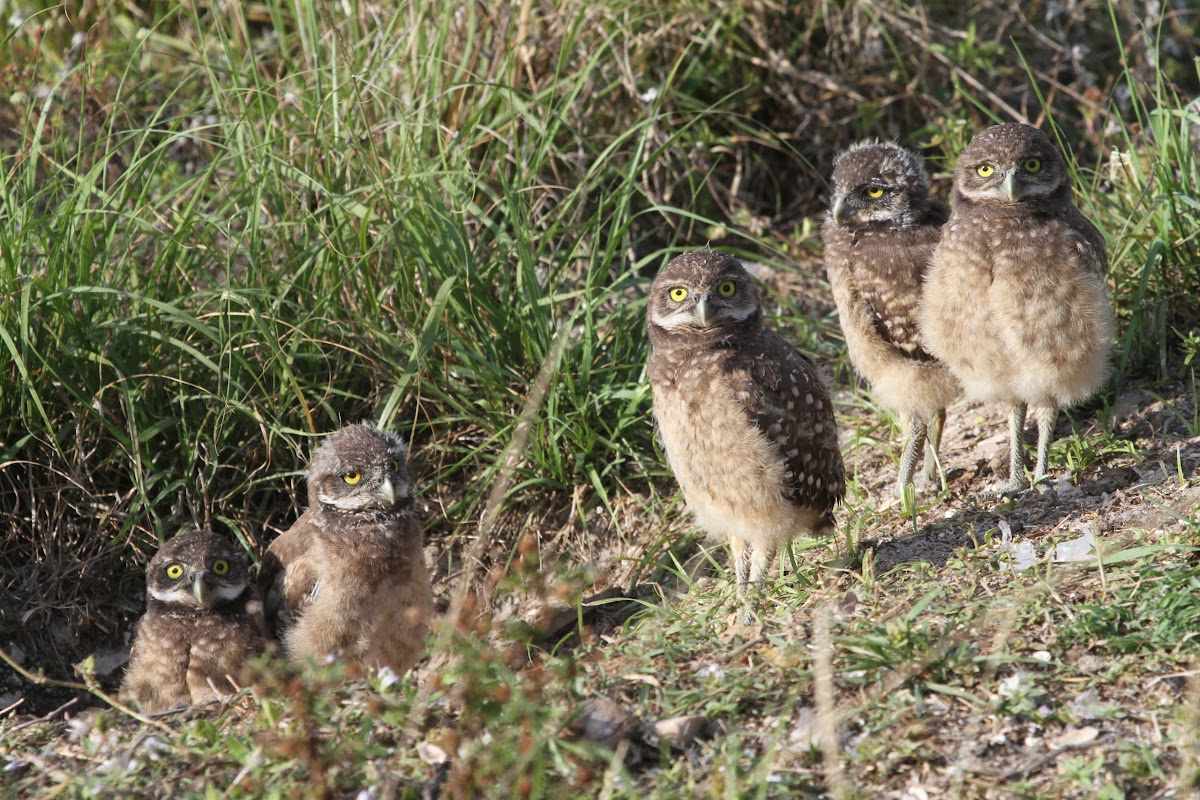Burrowing Owl Owlets