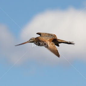 Greatest of Ease  by Brian Robinson - Animals Birds