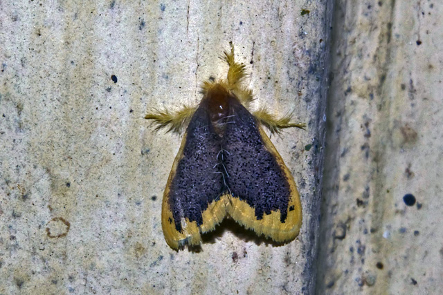 Lymantrid Moth