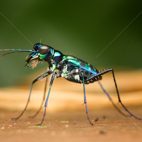 by Eddie Embau - Animals Insects & Spiders
