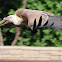 Griffon Vulture