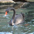 Black Swan