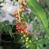 bloodberry, coral berry, pigeonberry, rouge plant