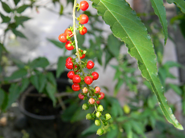bloodberry, coral berry, pigeonberry, rouge plant