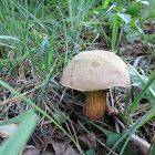 Boletus sp