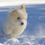 Henri by Jeannette Thalmann-Bendeth -  