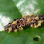 Parasitic Wasp Larvae on Caterpillar