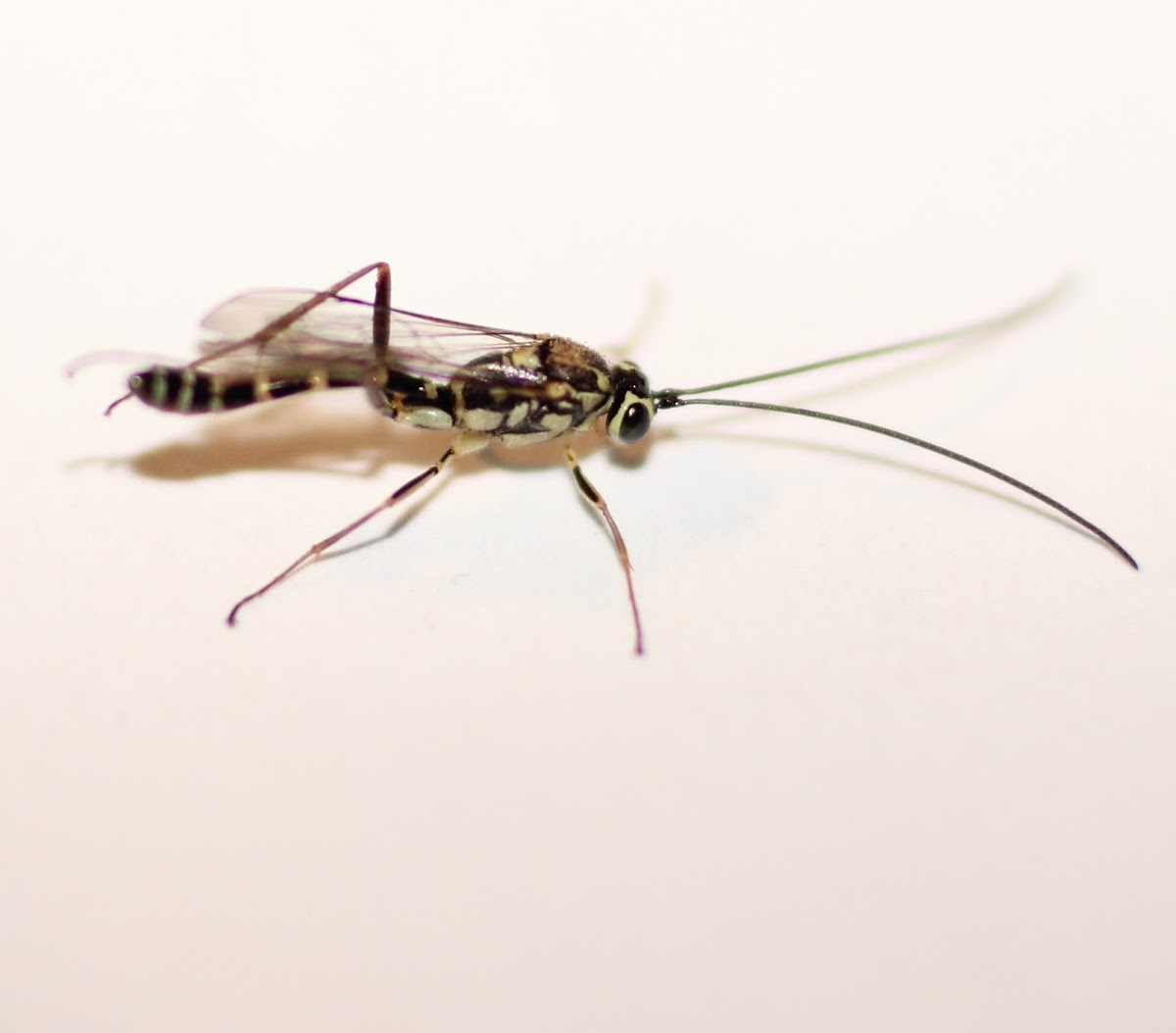 Ichneumon wasp (Male)