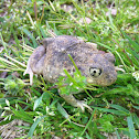 Hurter's Spadefoot Toad