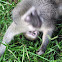 Vervet Monkey