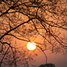Winter Sunset by Amir Hameed - Landscapes Sunsets & Sunrises