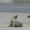 Australian Sea Lion