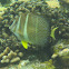 Whitespotted Surgeonfish