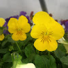 Yellow pansy