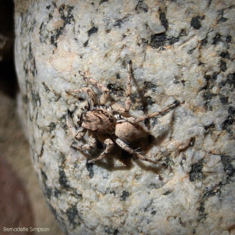 Jumping Spider