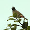 Red-vented Bulbul