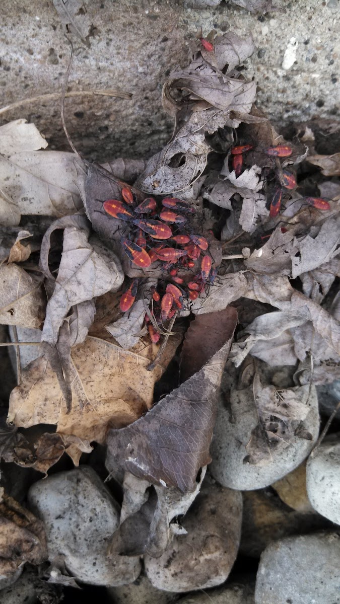 Red bugs with black outline