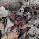 Red bugs with black outline