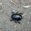 Dung beetle