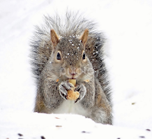 BUDDY by Carolyn Kernan - Animals Other Mammals