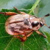 Oriental beetle