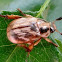 Oriental beetle