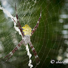St. Andrew's Cross spider, X spider
