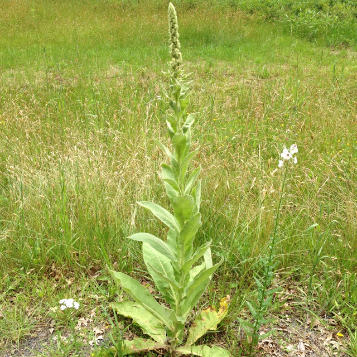 Common Mullein