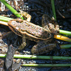 Pickerel Frog