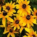 3D sun flower