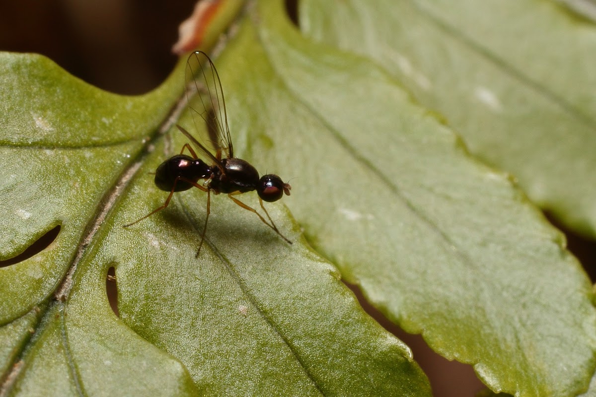Seipsidae fly