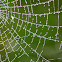 Cobweb