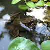 Common Frog