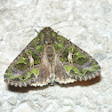 Orache Moth