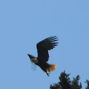 bald eagle