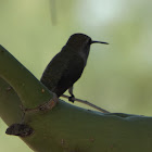 Costa's Hummingbird