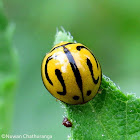 Ladybird Beetle