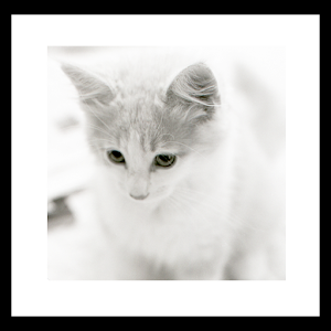 white shiny cat wallpaper 1.0