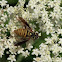 Wasp mimic flower fly