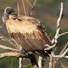 African white-backed vulture